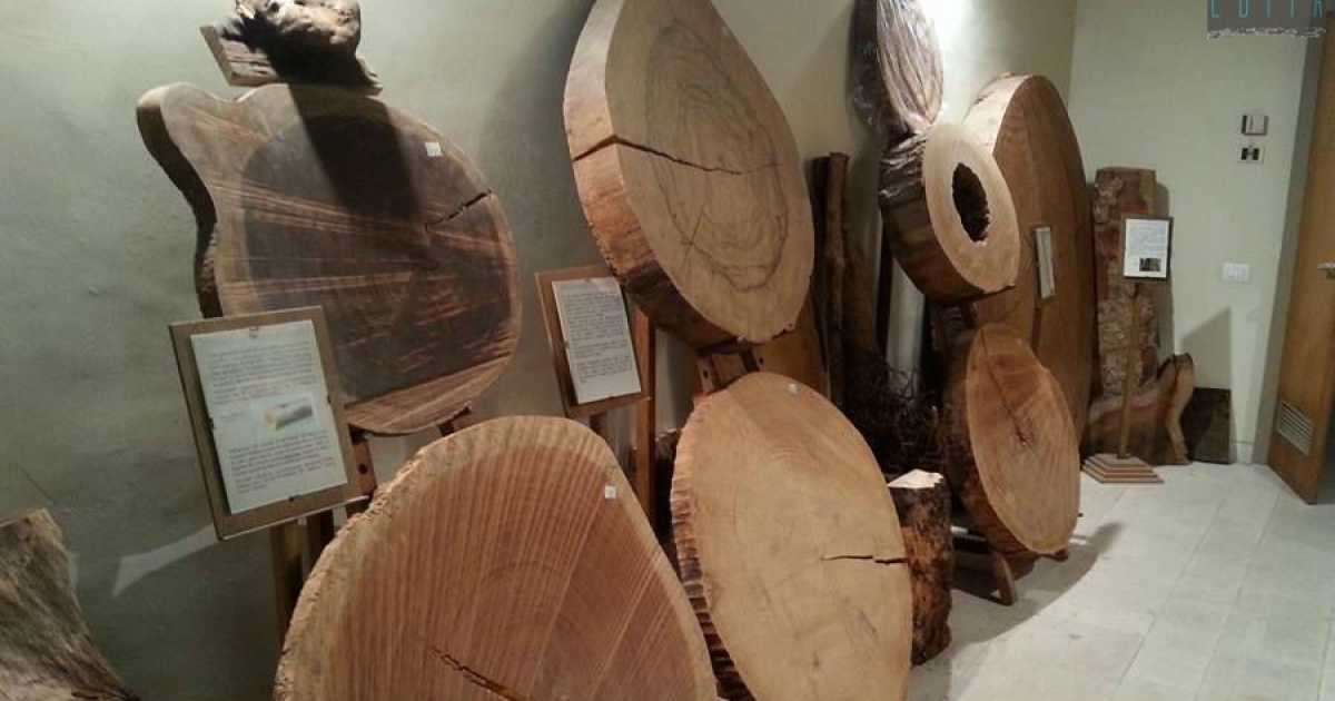 A Molfetta c'� un museo del legno: si tratta dell'unica "siloteca" del Sud Italia